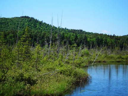 Adirondack Wetlands:  Barnum Bog from the Boreal Life Trail boardwalk at the Paul Smiths VIC (3 June 2011)